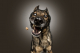 Hundeportrait (Grimassen)