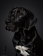Hundeportrait